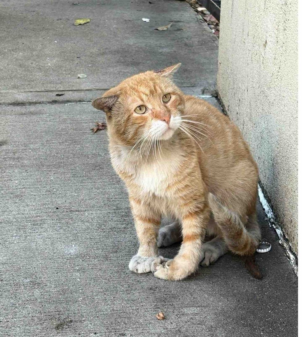 street orange cat