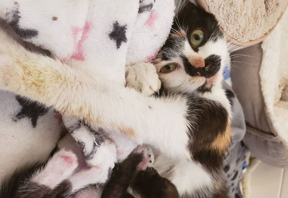 stretching, cute cat