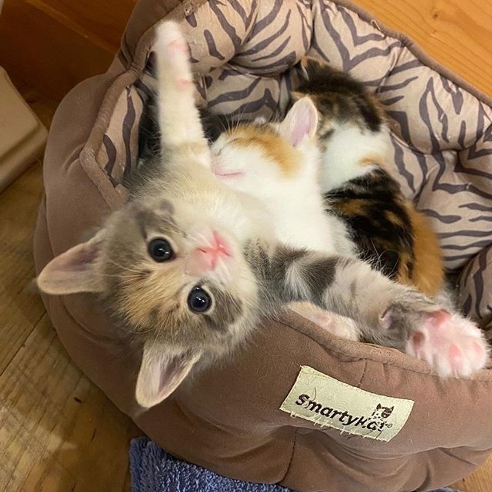 stretching, paws, cute kitten