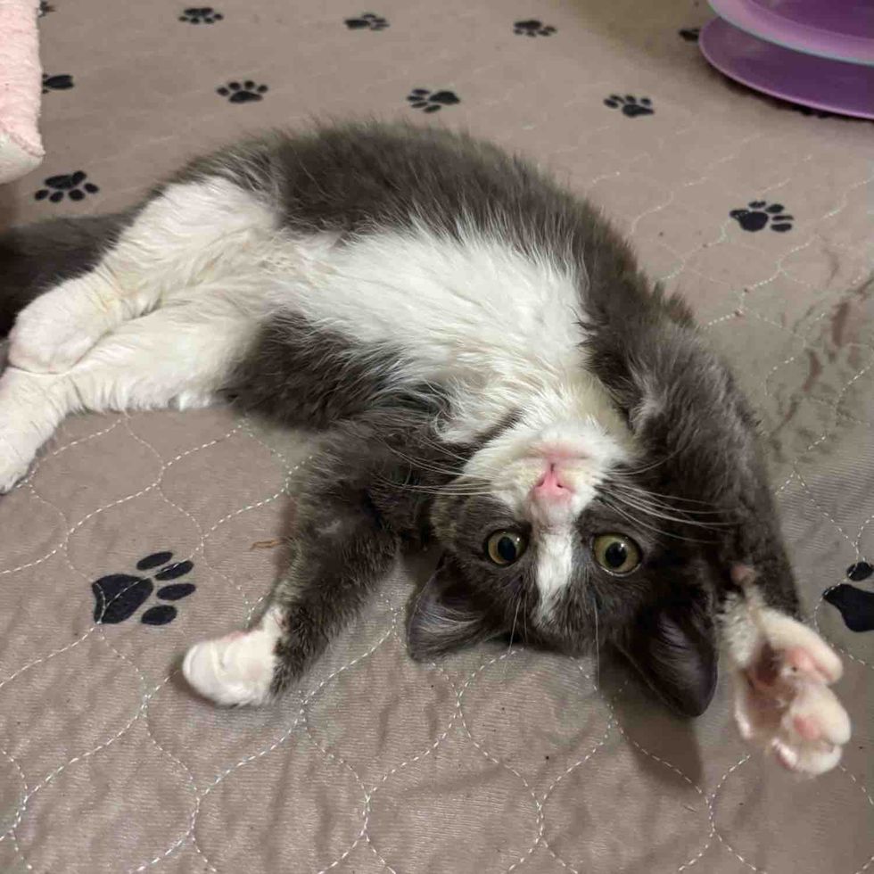 stretching paws happy cat