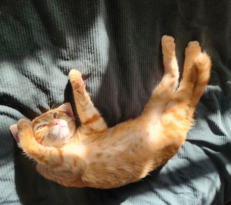 stretching tabby kitten orange