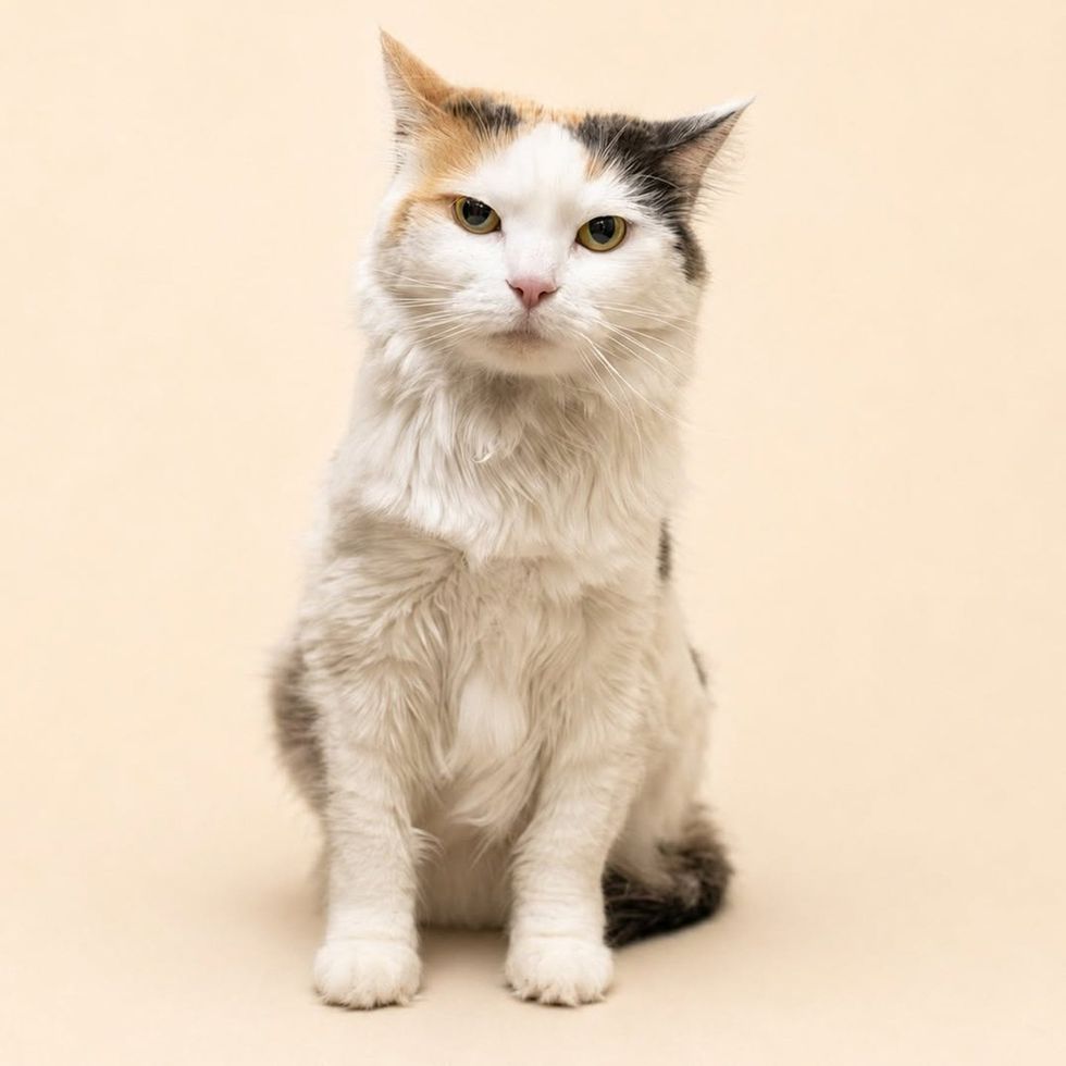 Sugar glamour shot looking regal at the camera
