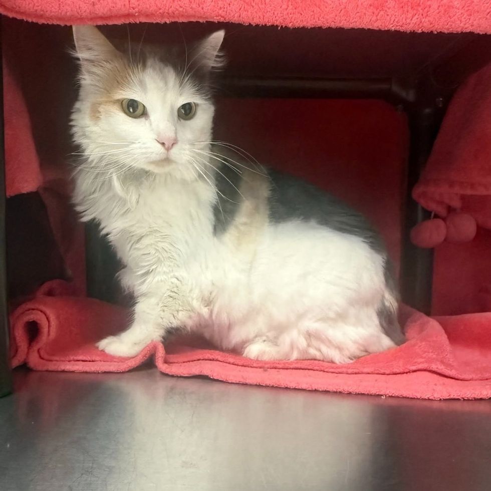 Sugar tucked into her kennel cubby