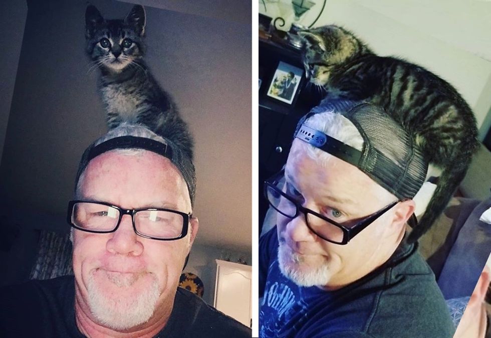 supervisor cat, cute kitten