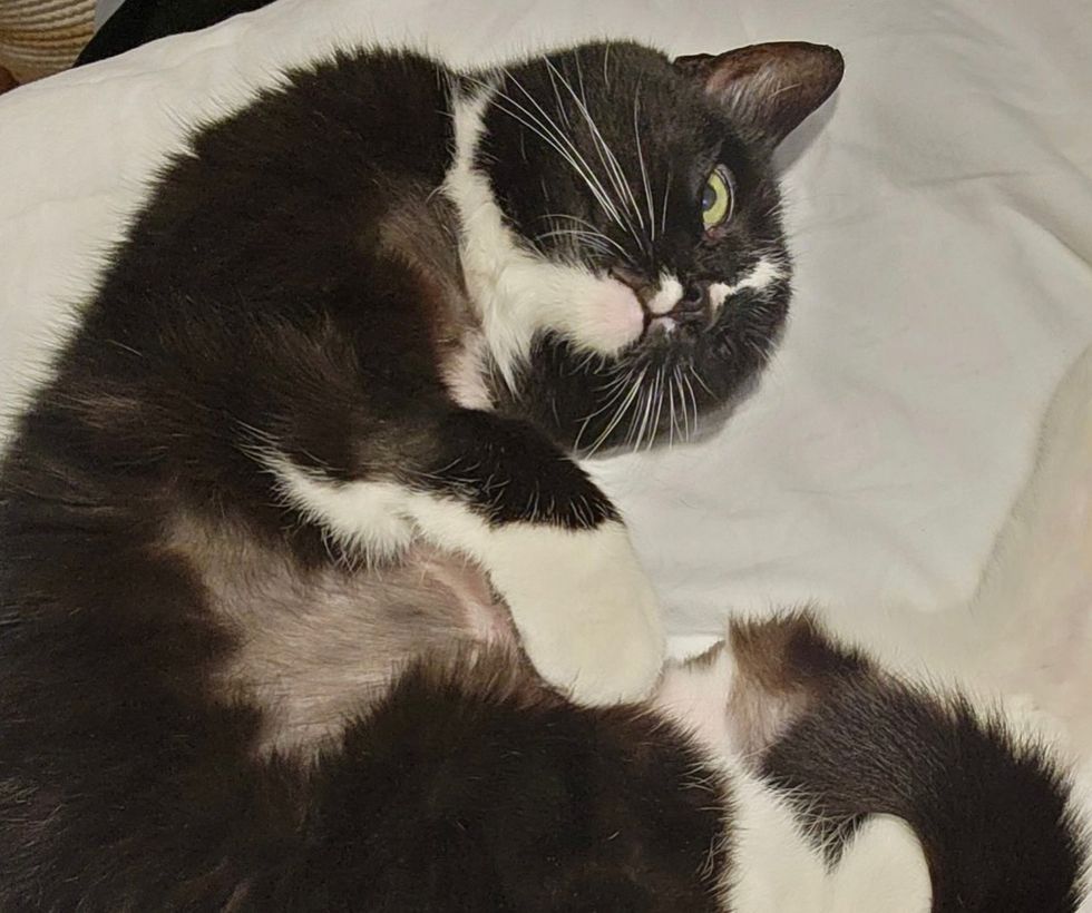 sweet adult cat ready for affection