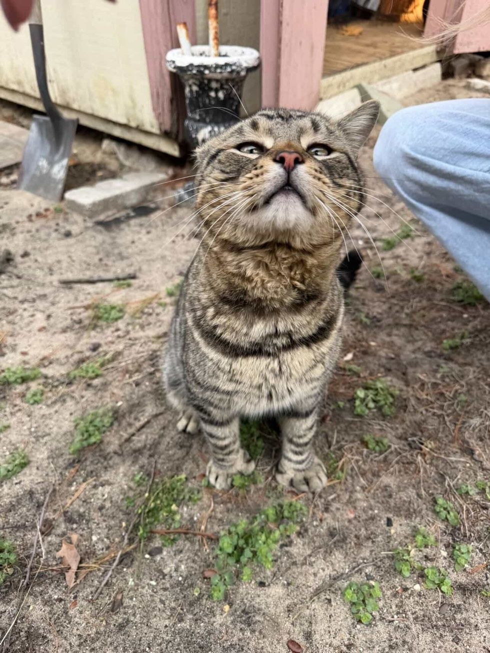 すごくかわいいトム猫