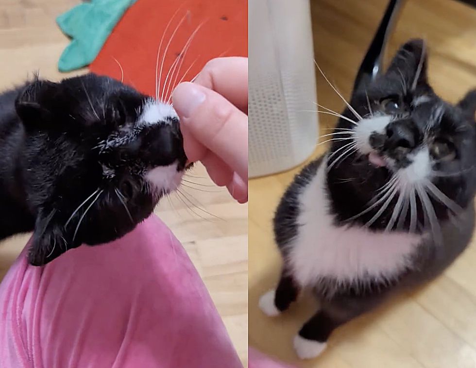 sweet affectionate cat