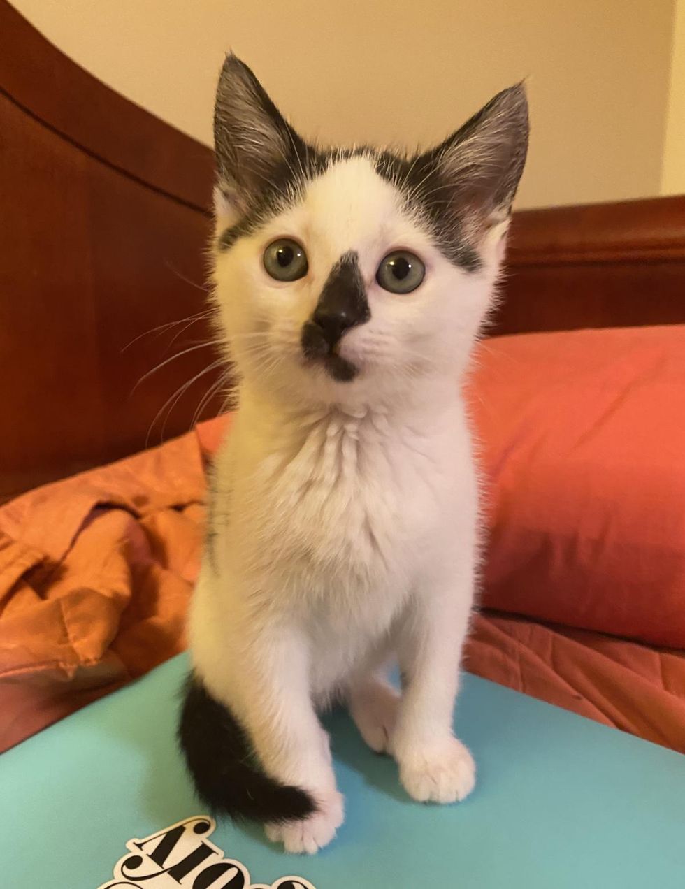 sweet black and white cat