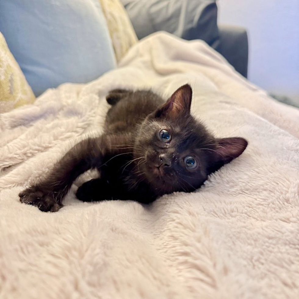 sweet black kitten snuggly