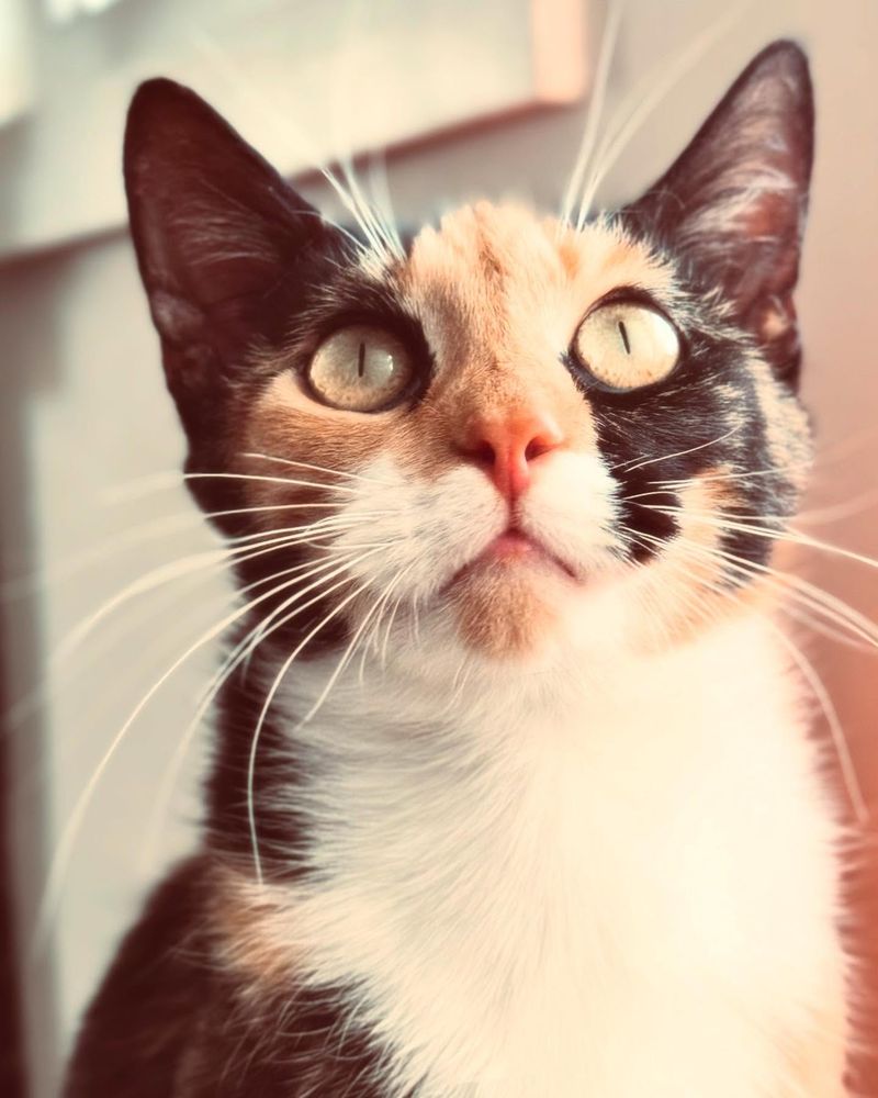 sweet calico cat
