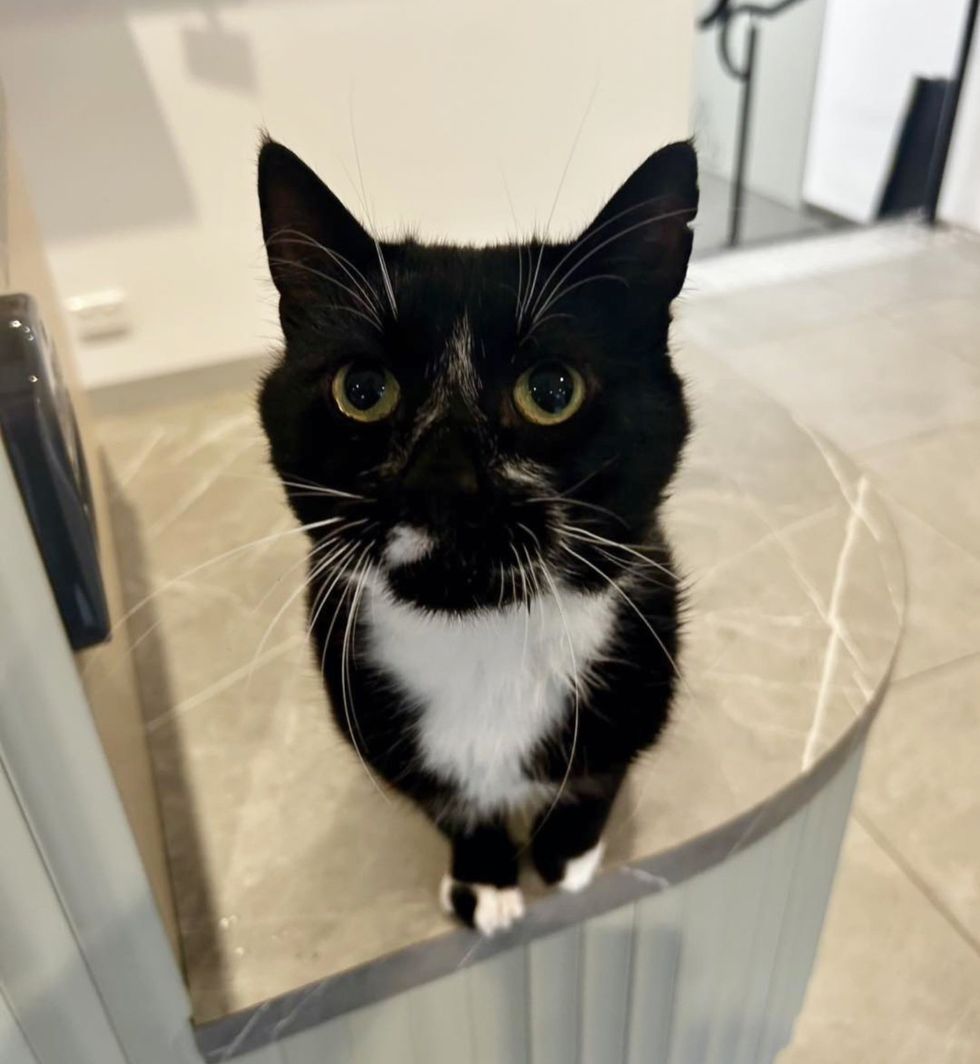 sweet cat asking attention
