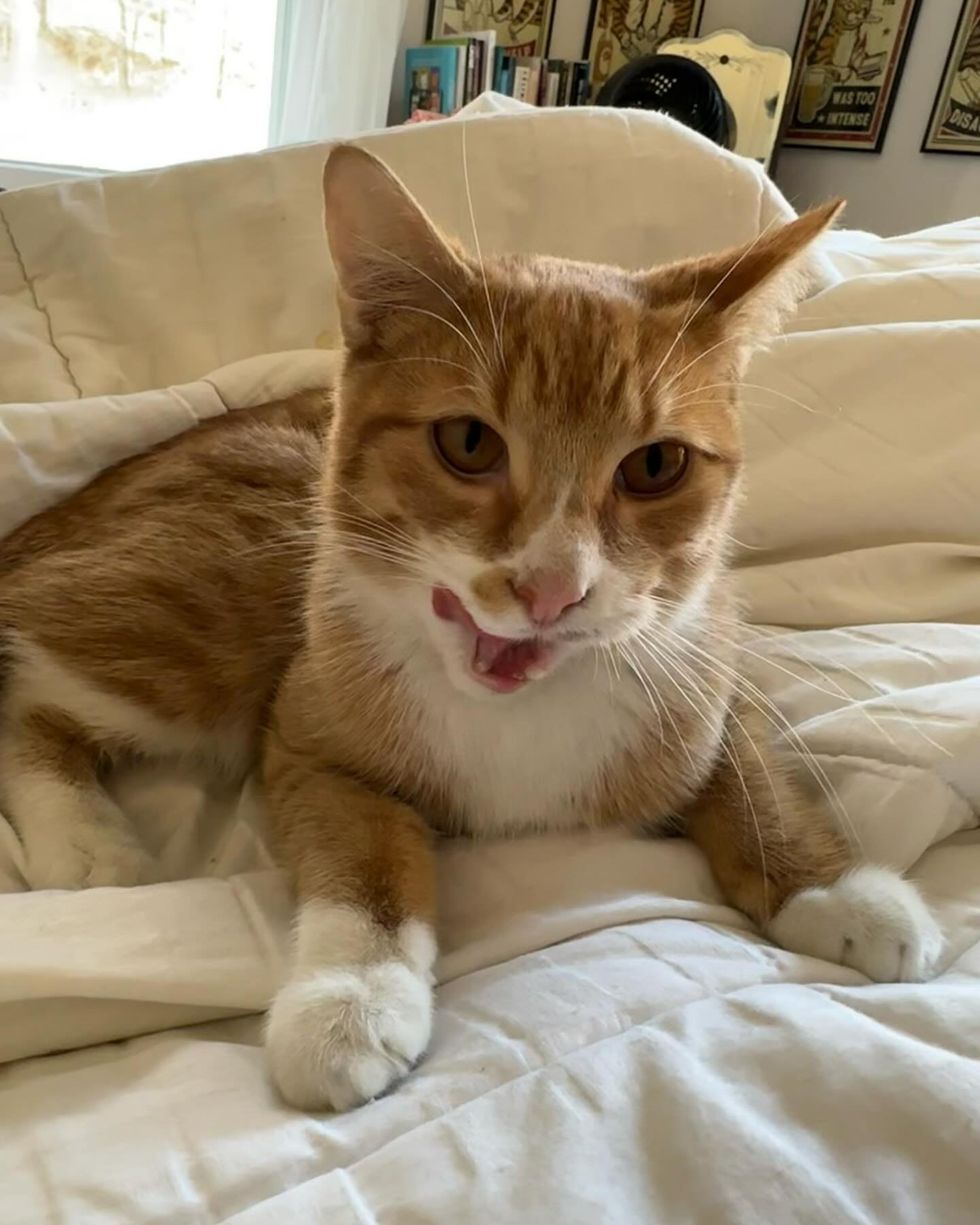 sweet cat bed snuggles