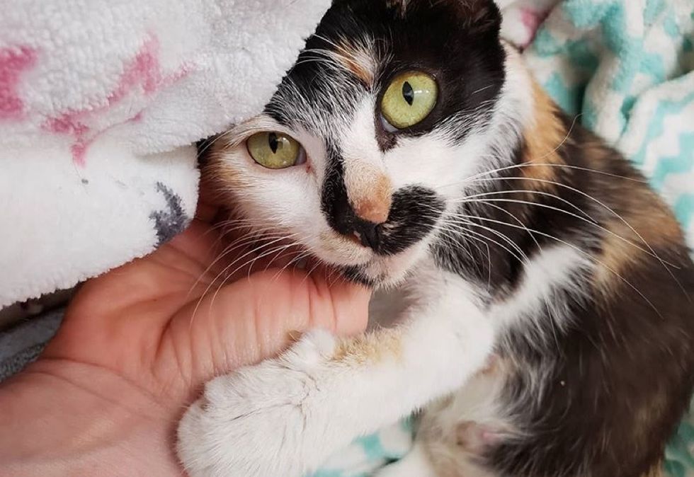 sweet cat, calico kitten