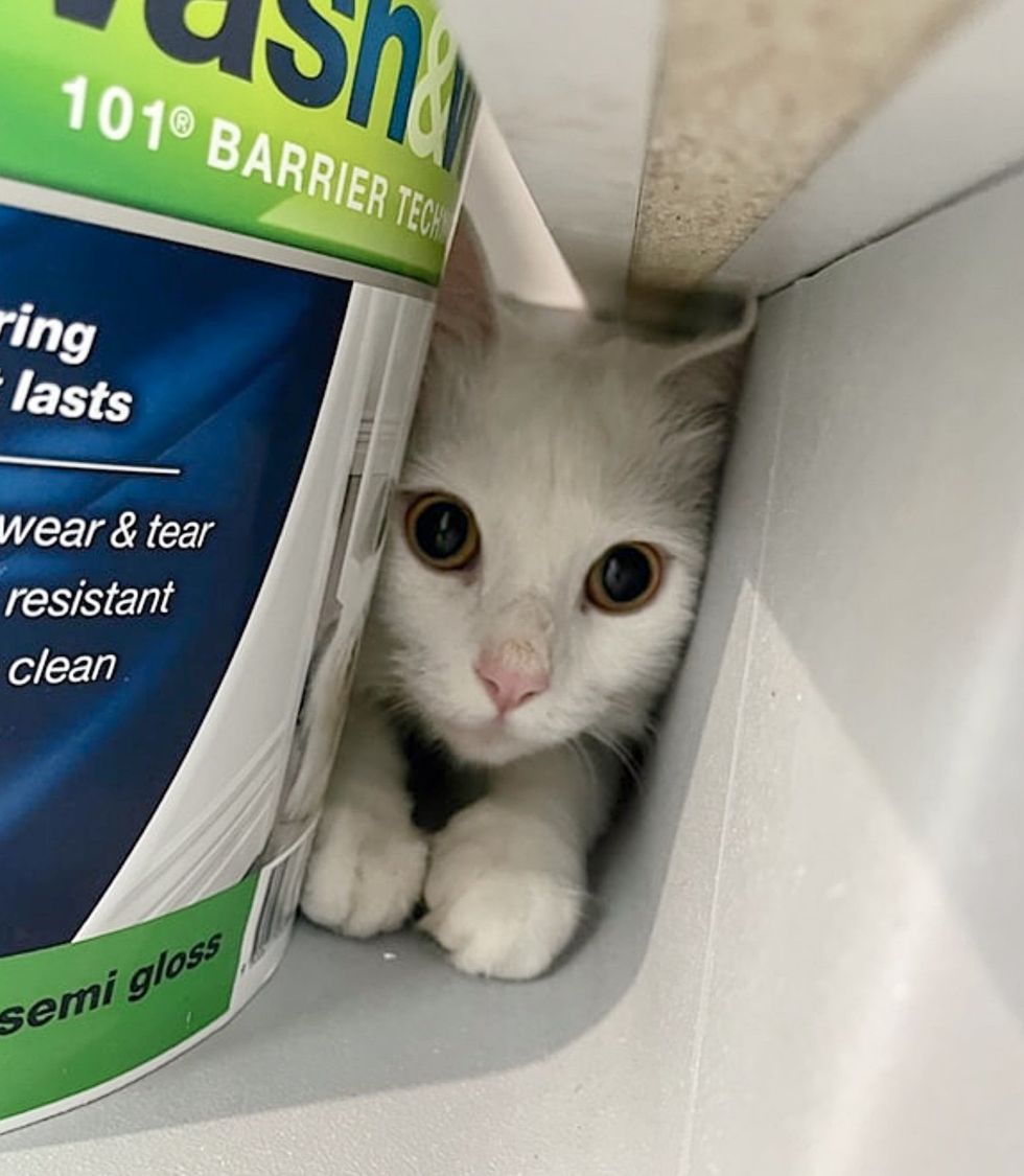 sweet cat hide and seek