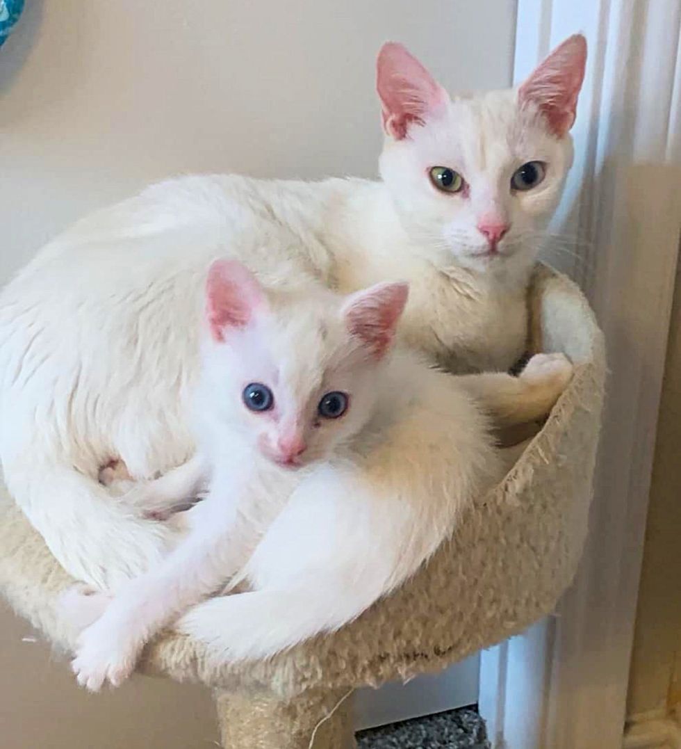 sweet cat kitten tree snuggles