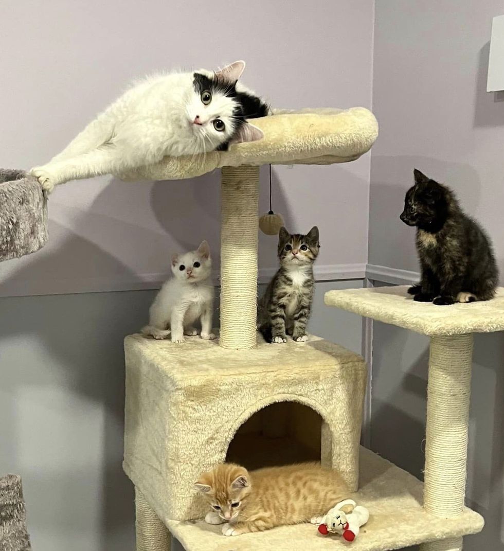 sweet cat kittens tree