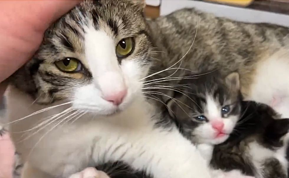 sweet cat mom kittens
