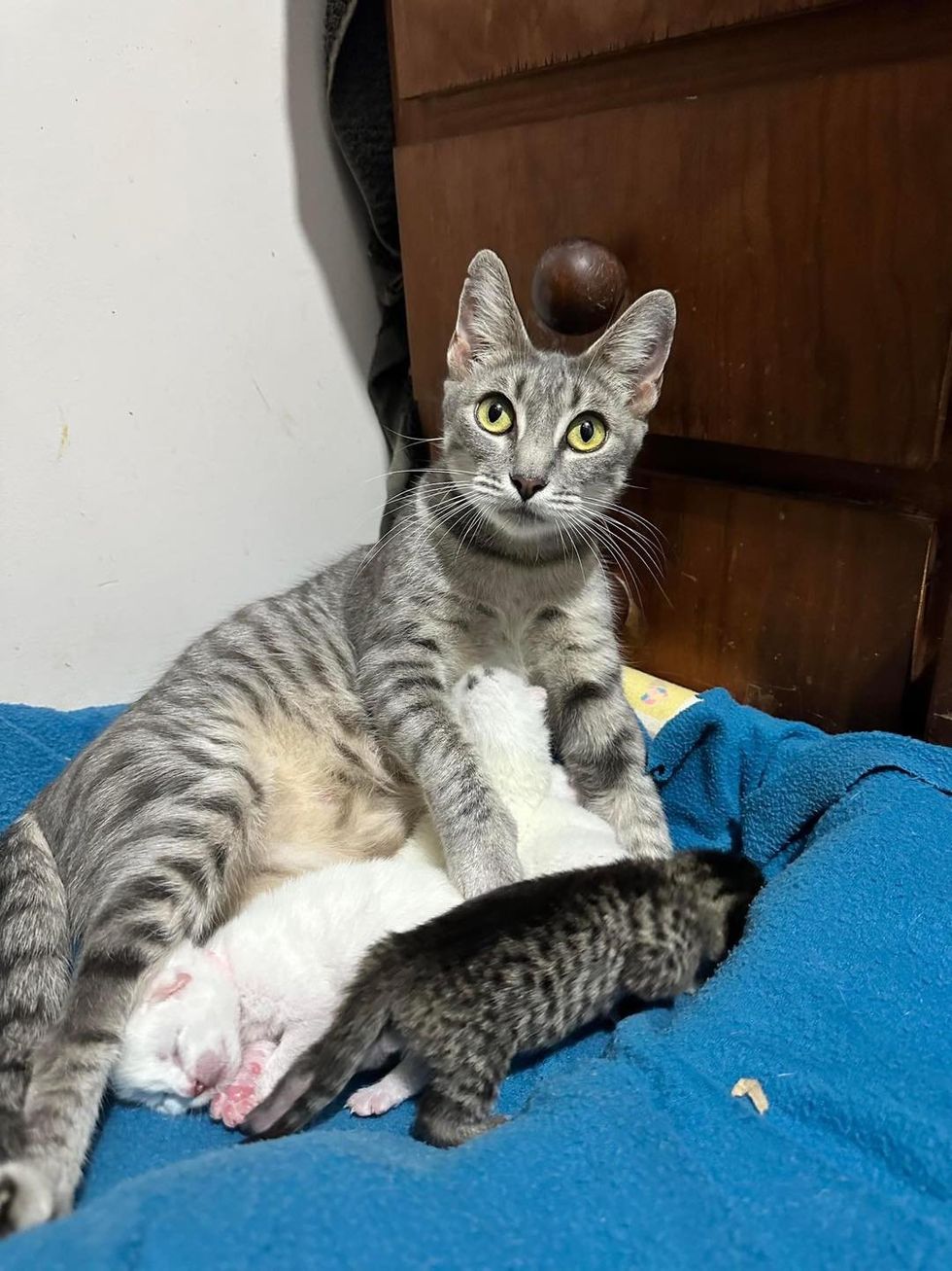 sweet cat mom nursing kittens