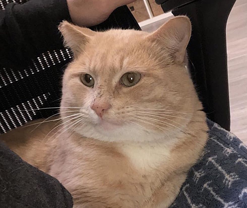 sweet cat orange cheeks