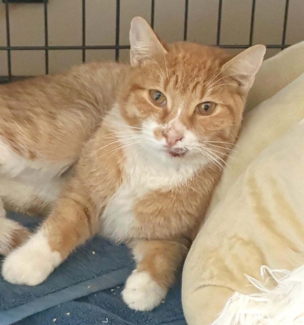 sweet cat orange tabby