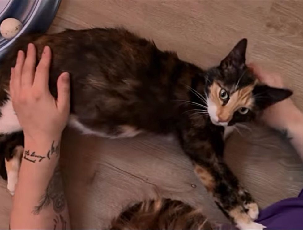 sweet cat pets kneading