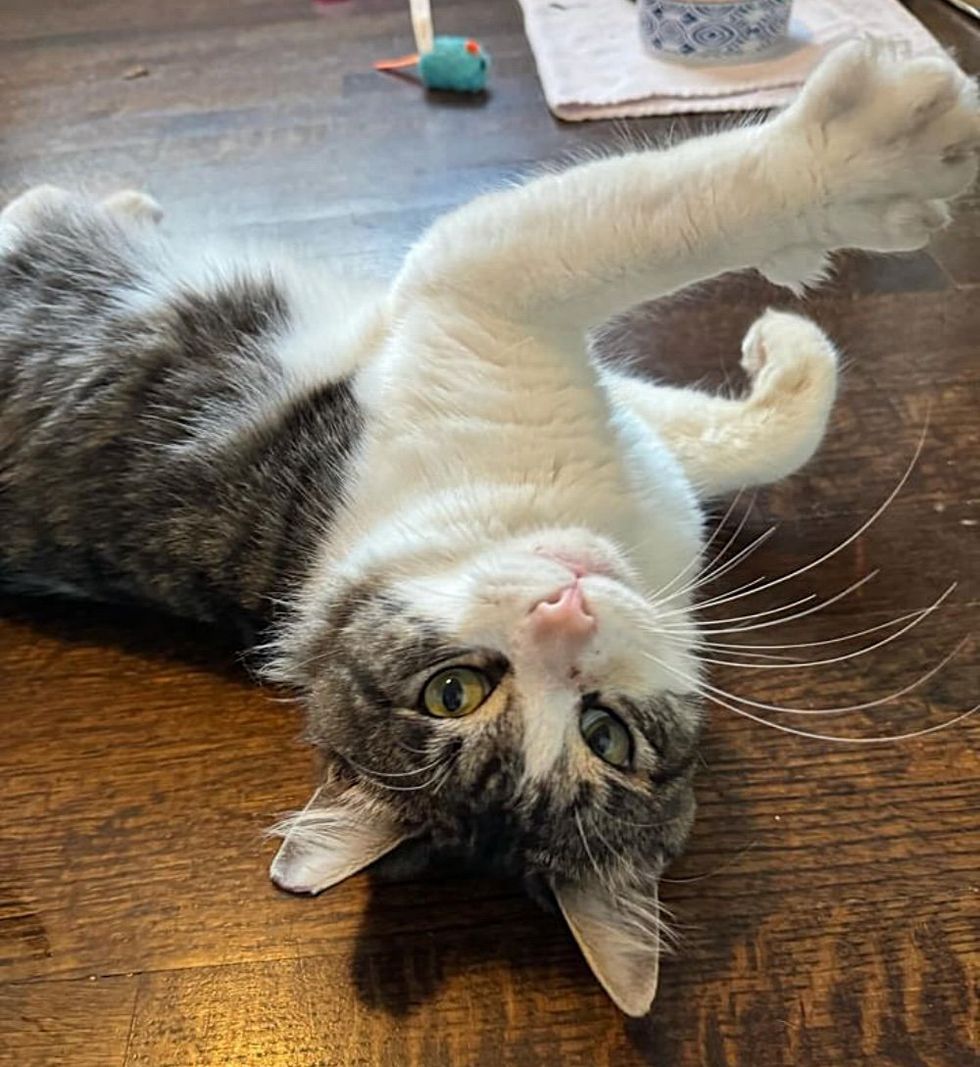 sweet cat rolling around