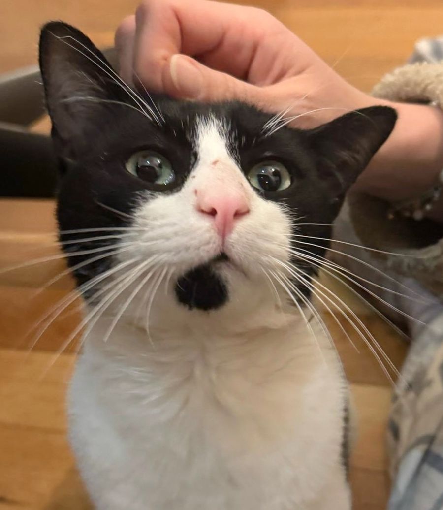 sweet cat safe