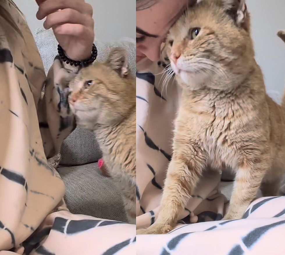 sweet cat snuggles lap