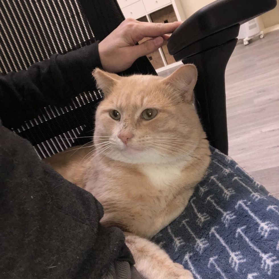 sweet cat snuggly cheeks