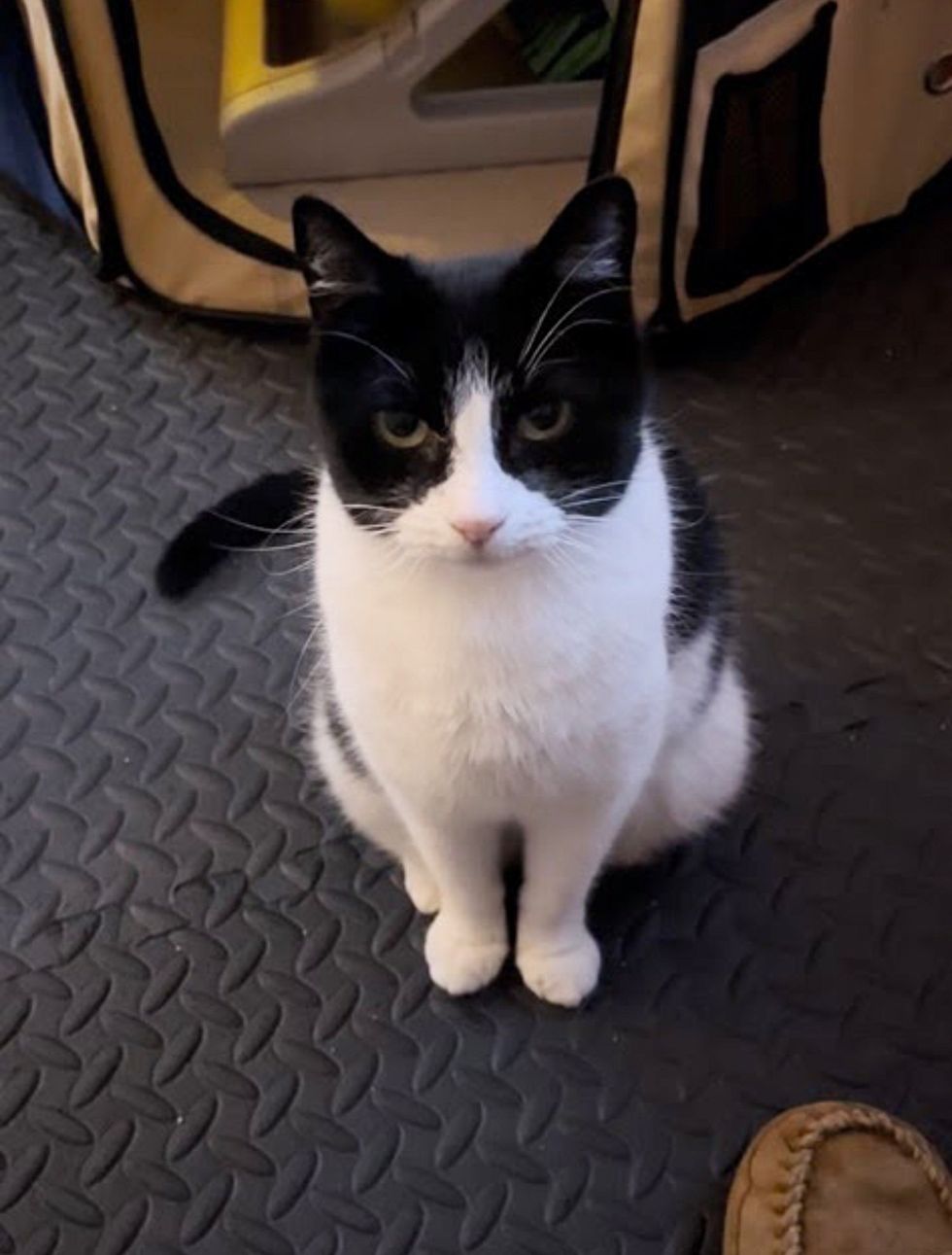 sweet cat supervisor