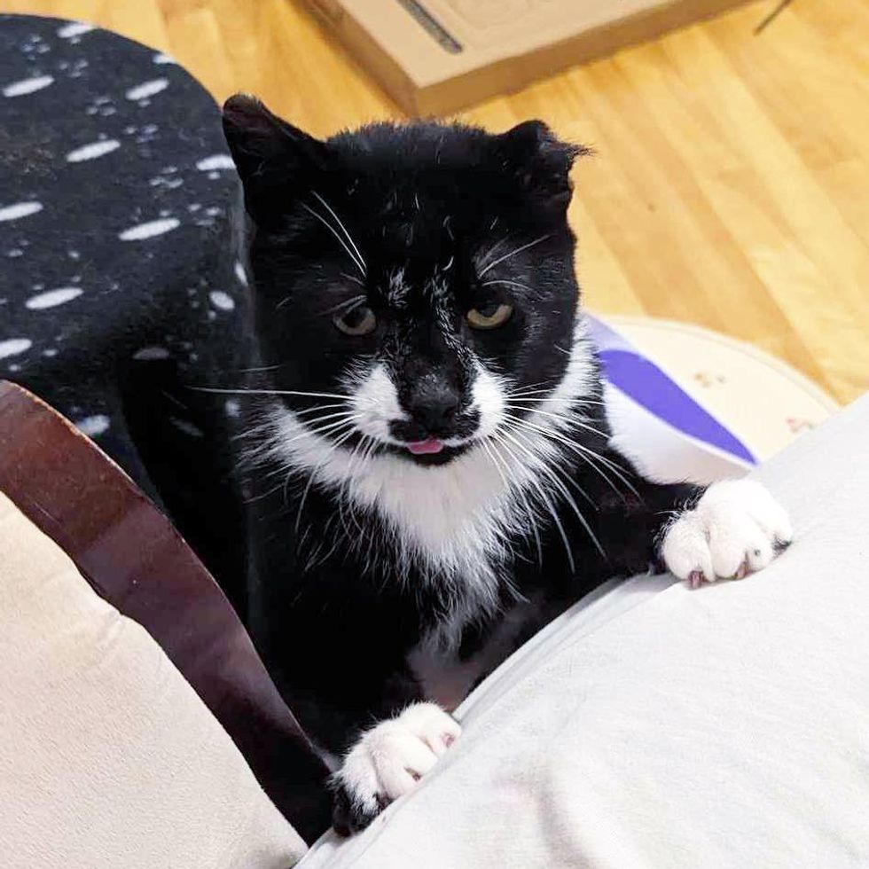 sweet cat tongue attention