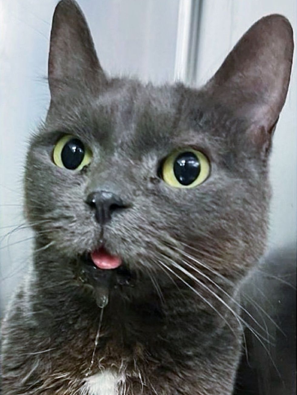 sweet cat tongue blep