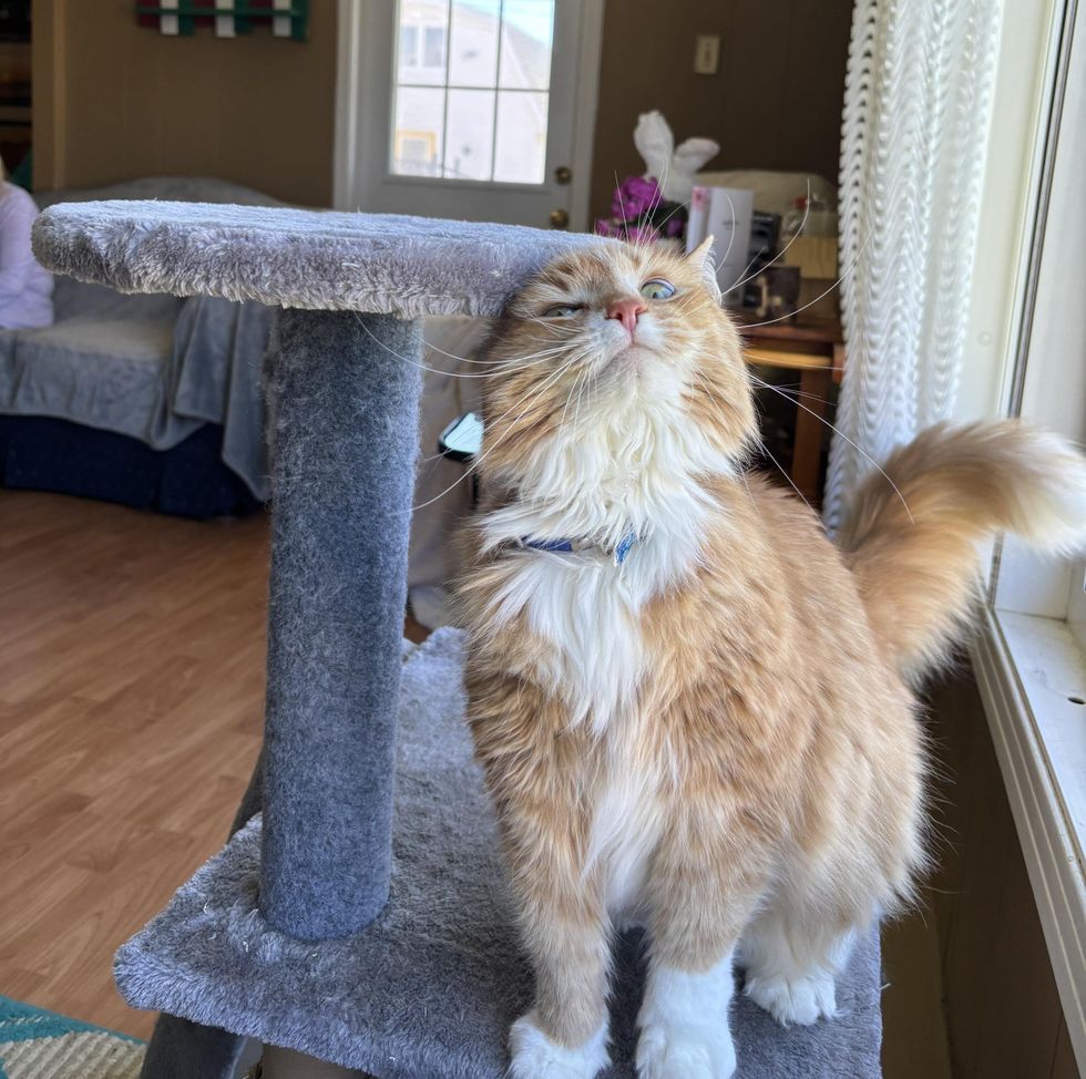 sweet cat tree happy