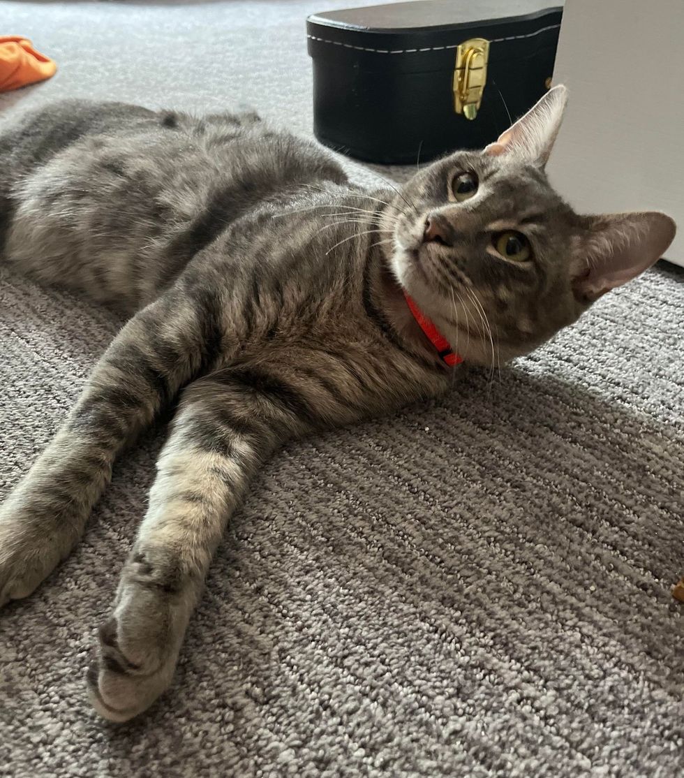 sweet cat wobbly engine