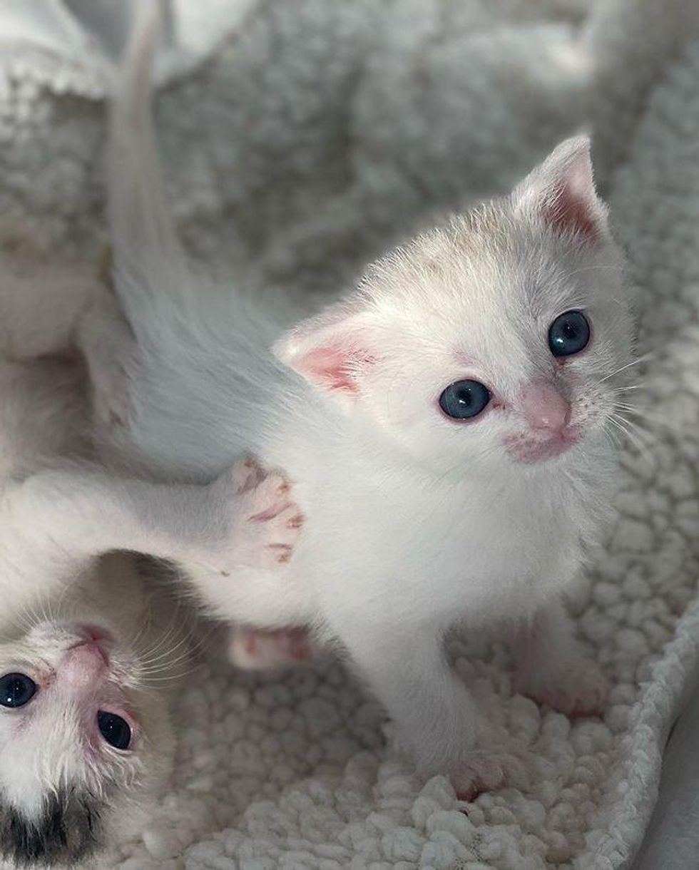 sweet cotton kittens