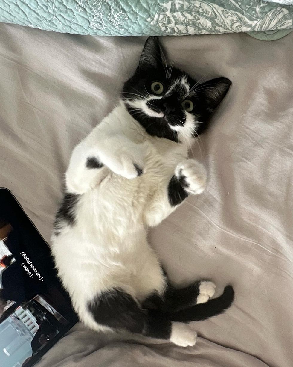 sweet cow kitten belly