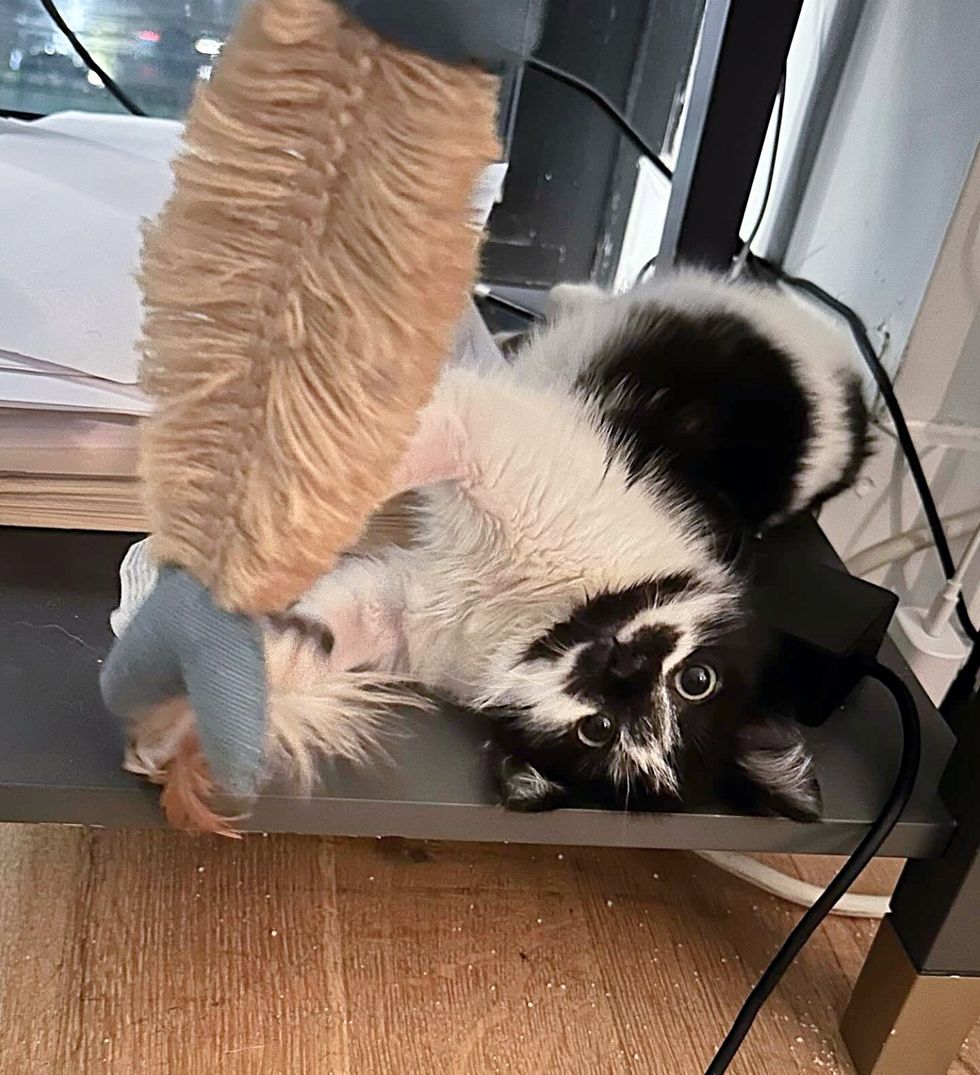 sweet cow kitten playful