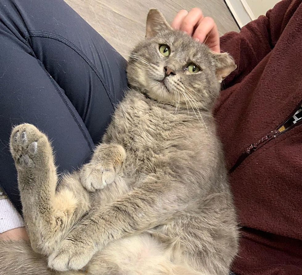 sweet cuddly lap cat