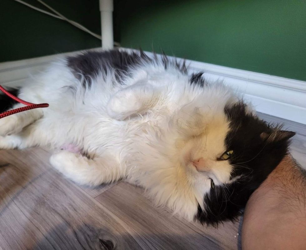 sweet fluffy cat snuggles