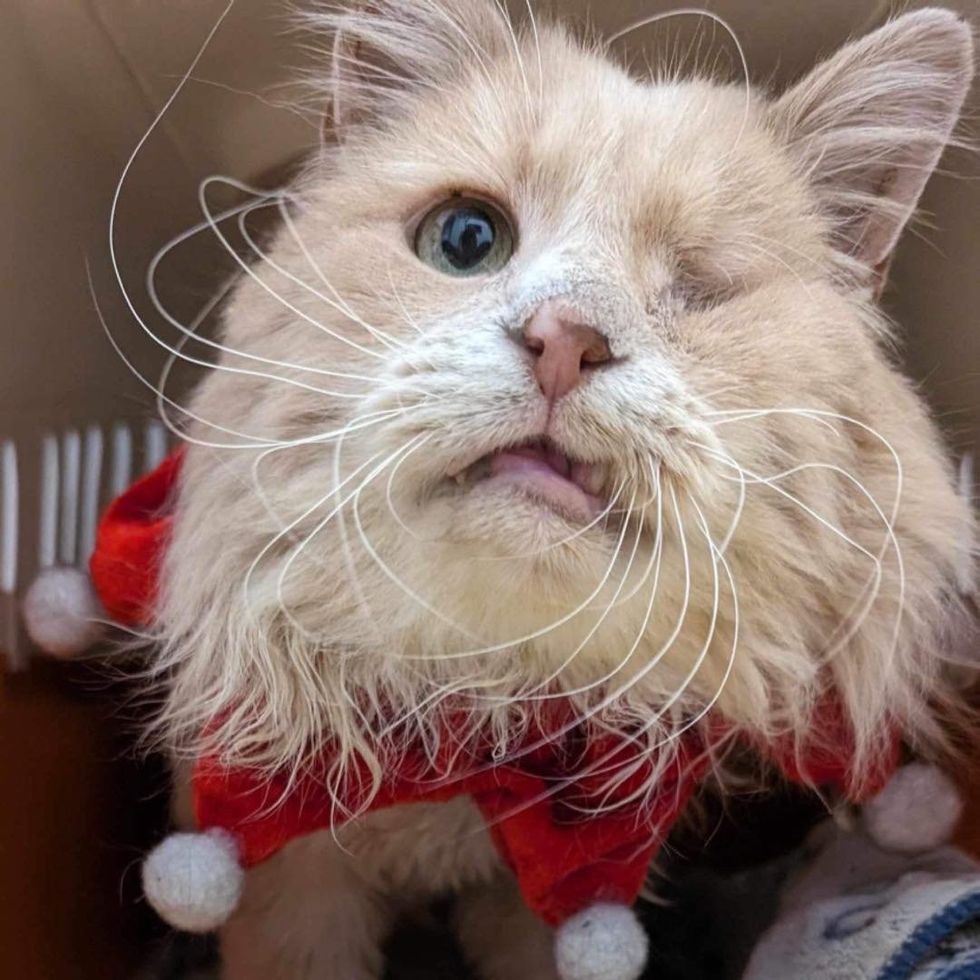 sweet fluffy one-eyed cat
