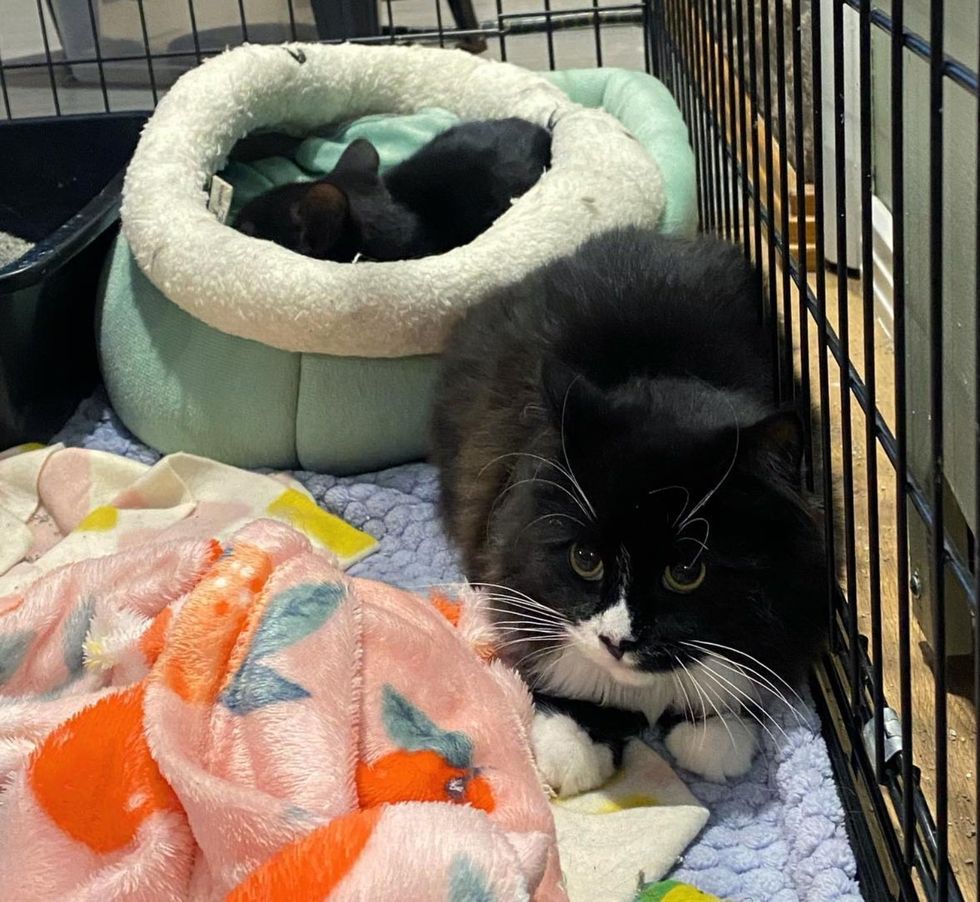 sweet fluffy shy kitten