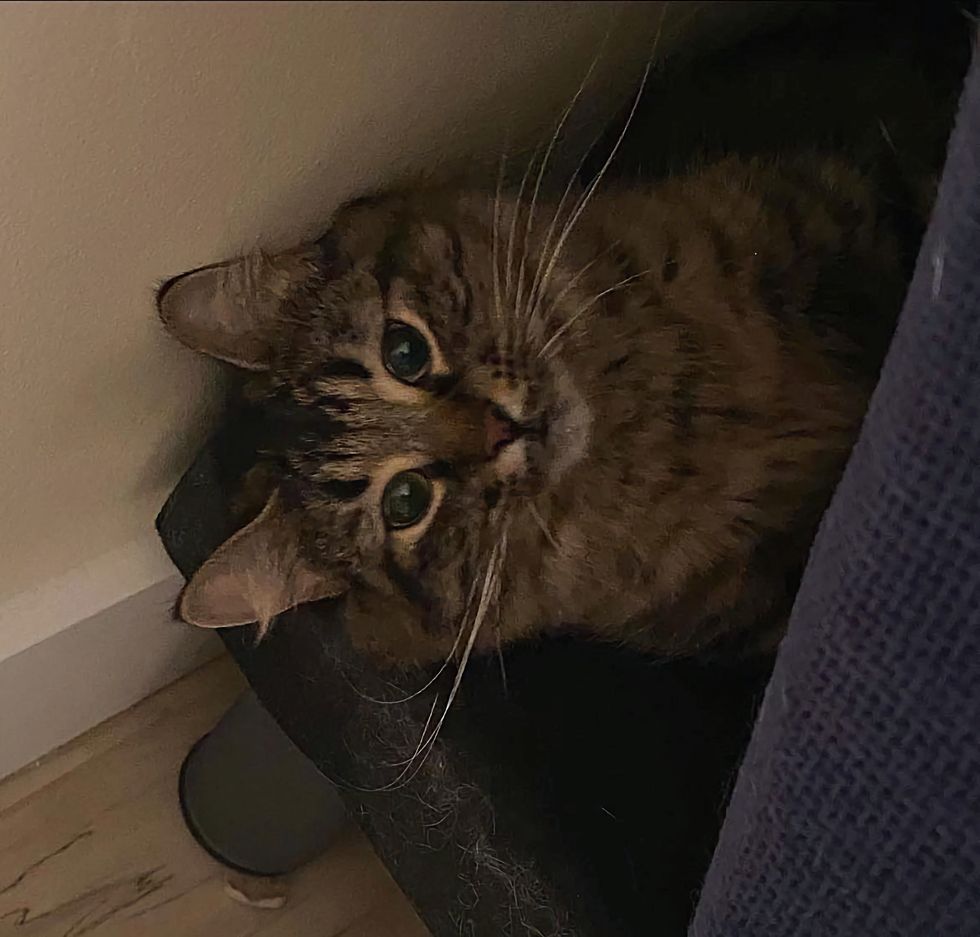 sweet fluffy tabby cat