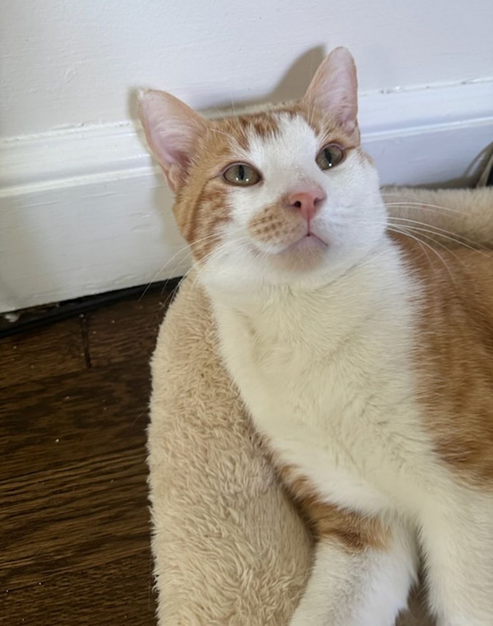 sweet friendly cat