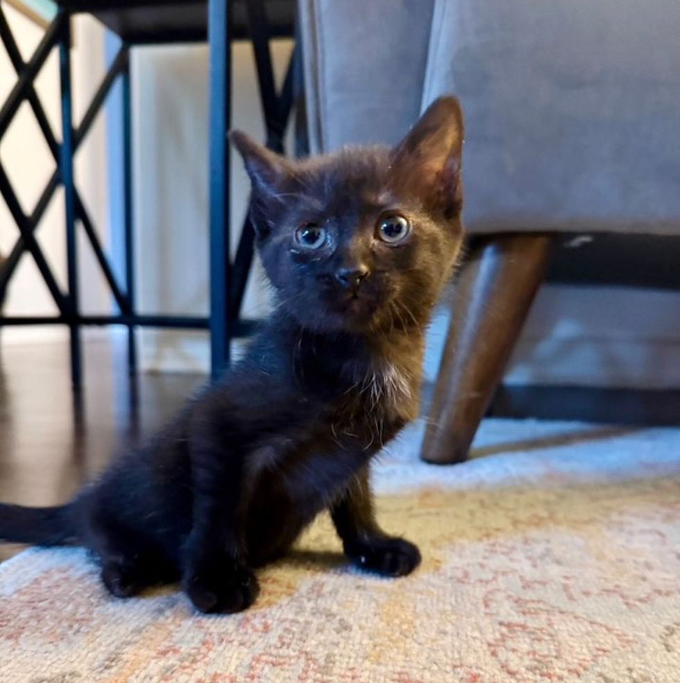 sweet house panther kitten
