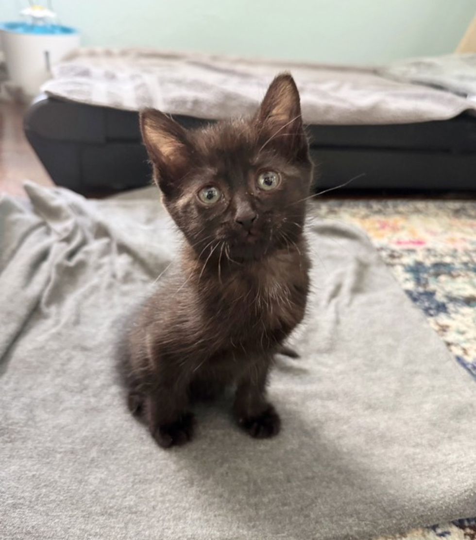 sweet house panther kitten
