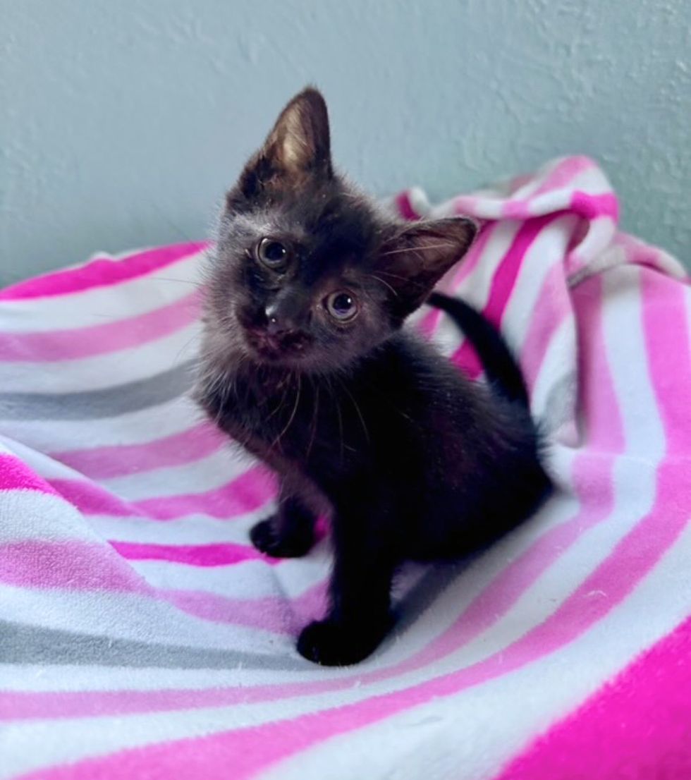 sweet house panther kitten