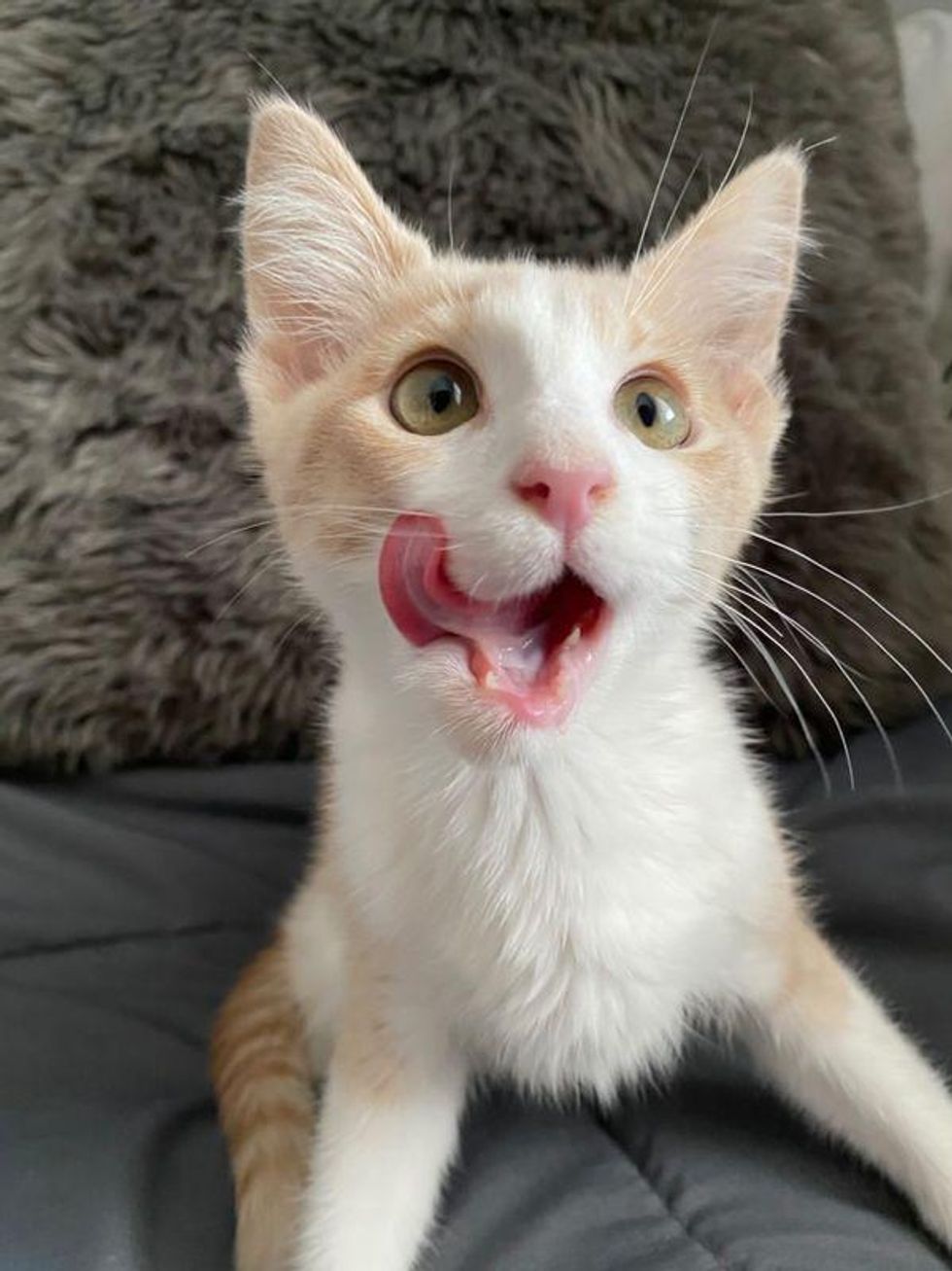sweet kitten beesley