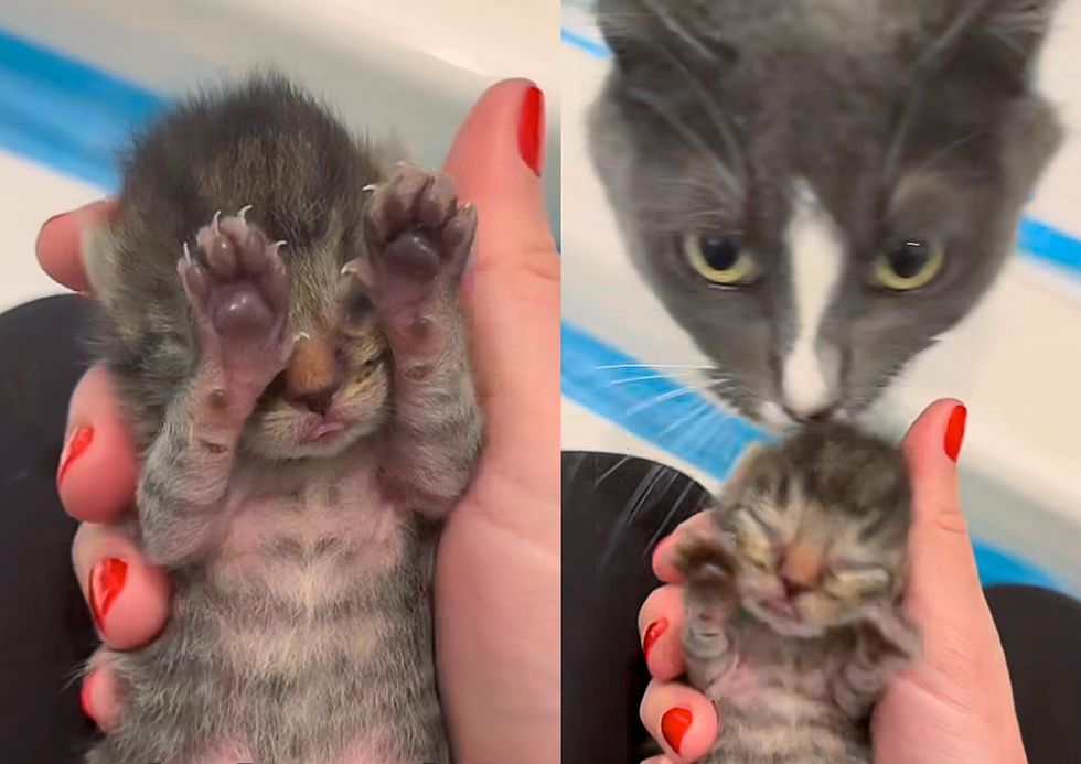 sweet kitten cat mom