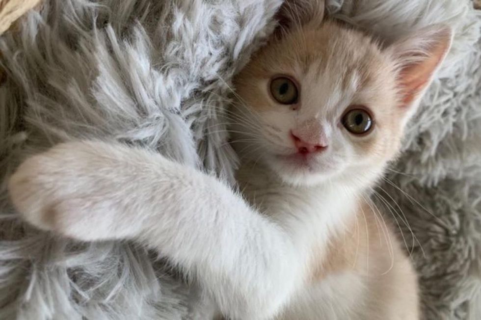 sweet kitten cleft lip