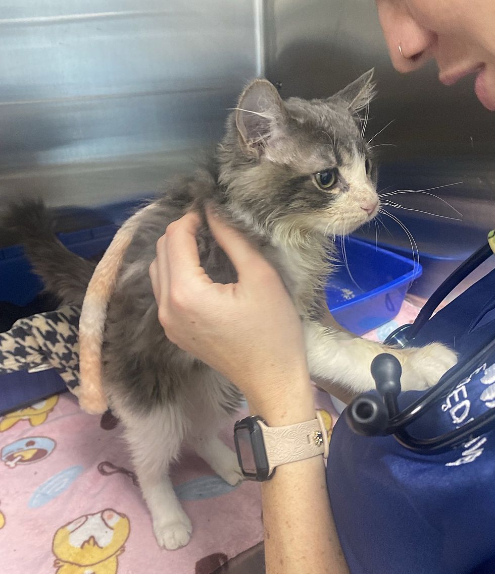 sweet kitten friendly